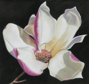 Magnolia by Ted Turton